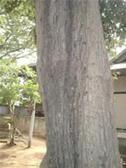 スダジイの木の幹をアップで写した写真