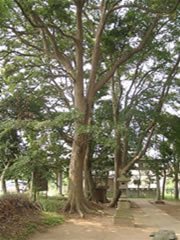 子安神社境内の鳥居の歩道近くにあるタブノキの根元から幹までを撮影した写真