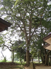 子安神社境内の灯籠の傍にあるタブノキの全体を撮影した写真