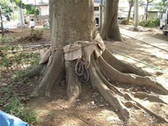 子安神社境内の縄の巻かれたタブノキの根元を撮影した写真