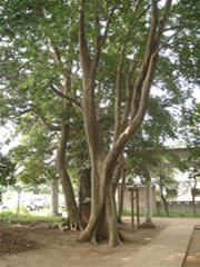 子安神社境内のムクノキの根元から木の幹までを撮影した写真