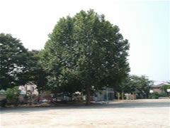 大久保小学校校庭中央に青々とした大きなアメリカスズカケノキ（プラタナス）が生えている写真