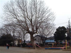 大久保小学校校庭のアメリカスズカケノキ（プラタナス）の葉が全て落ちている写真