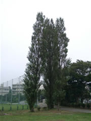 フェンスの傍に立っているセイヨウハコヤナギ（ポプラ）の写真