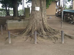 周りをロープで囲っている天津神社境内のアカガシの根元の写真