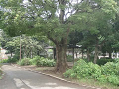 花の実園分場内の歩道傍に生えているクスノキの根元を中心に写した写真