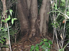 草むらの地面とタブノキの根元を撮影した写真