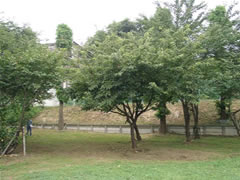 実籾本郷公園内の緑色の葉を付けたトウカイザクラの木の全体を撮影した写真
