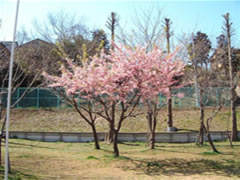実籾本郷公園内のフェンスの前にある花の咲いたトウカイザクラの写真