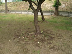 トウカイザクラの根元と地面をアップで撮影した写真