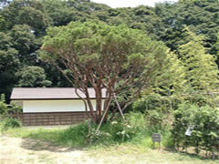 旧鴇田家住宅内に植えられたダギョウショウの写真