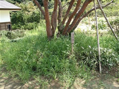 旧鴇田家住宅内に植えられたダギョウショウの根元を撮影した写真