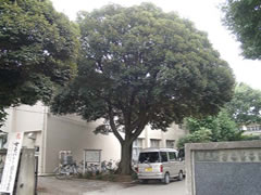 中学校の校舎の横に大きな椎の木があり、1台の車が停まっている様子を正門前から写した写真