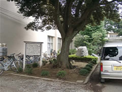 第二中学校正門奥のスダジイとその隣に車が一台停まっている根っこ部分をアップで写した写真