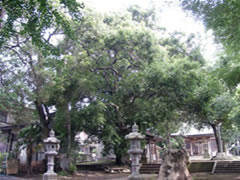 誉田八幡神社境内の灯籠とアカガシの全体を撮影した写真