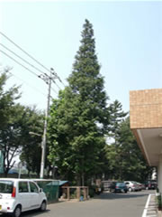 習志野偕生園正門脇に植えられたアケボノスギ(メタセコイア)の全体写真
