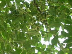 緑色の葉の中に混ざったセンダンの実の写真