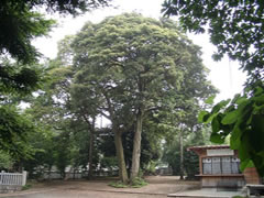 大原神社境内の二本並んで生えているタブノキの全体を撮影した写真