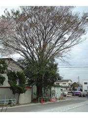 実籾3号公園の建物の横に立っている大きなケヤキの写真