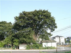 実籾3号公園のケヤキが青々と茂った様子の写真