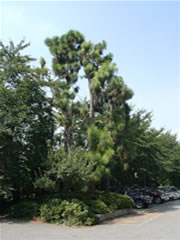 習志野高校正門脇の駐車場と全体が青々とした緑のダイオウマツの写真