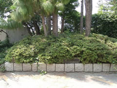 習志野高校正門脇のブロックで囲われたダイオウマツの幹を撮影した写真