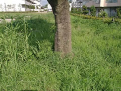 庭園に立っているタイサンボクの木の幹の写真