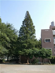 ベランダが見えている東習志野小学校コミュニティルームより高いアケボノスギ(メタセコイア)の全体を撮影した写真