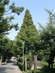 遊歩道の真ん中に植えられたアケボノスギ（メタセコイア）の写真