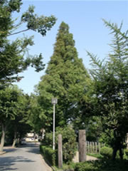 遊歩道の真ん中に植えられたアケボノスギ(メタセコイア)の写真