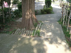 街路樹に植えられているアケボノスギ（メタセコイア）樹木の写真