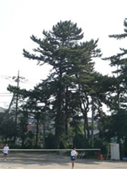 中学校校庭脇に大きなクロマツが植えられている写真
