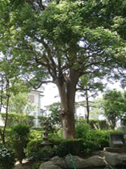実花小学校正門脇のクスノキの木の2本に分かれた幹の部分をアップで写した写真