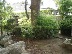 実花小学校正門脇に大きな石などが並べられている横に立つクスノキの根元に緑の葉っぱが生い茂っている写真