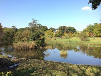 木に囲まれた大きな池がある実籾本郷公園の写真