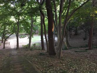 雑木林の中に木を使った階段が設置されている実籾自然公園の写真