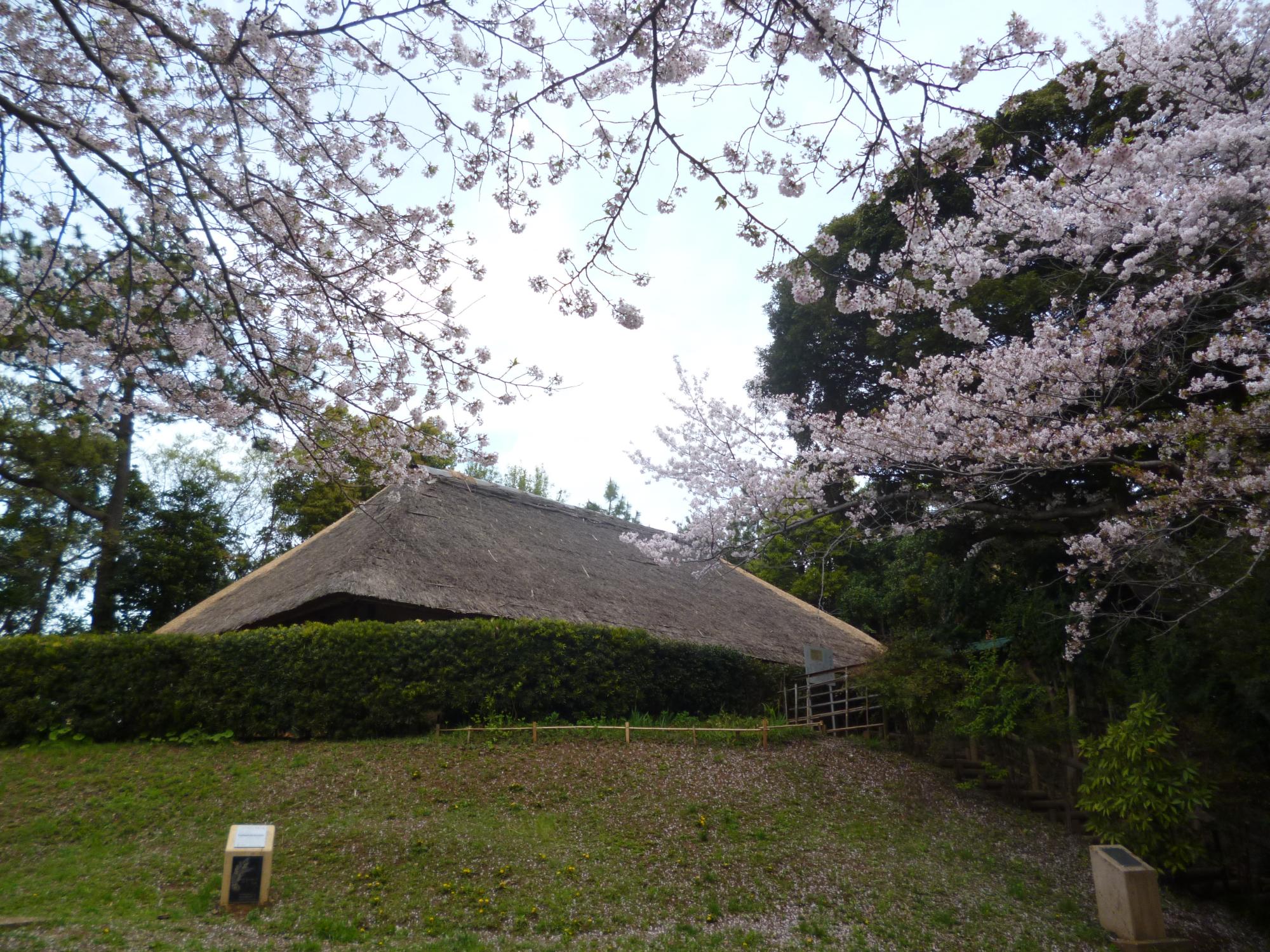 旧大沢家住宅と桜