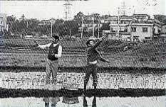 水田に入り苗を投げ入れている男性2名の白黒写真