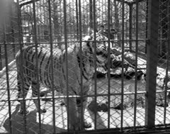 動物園の檻の中を歩く成獣のトラの白黒写真
