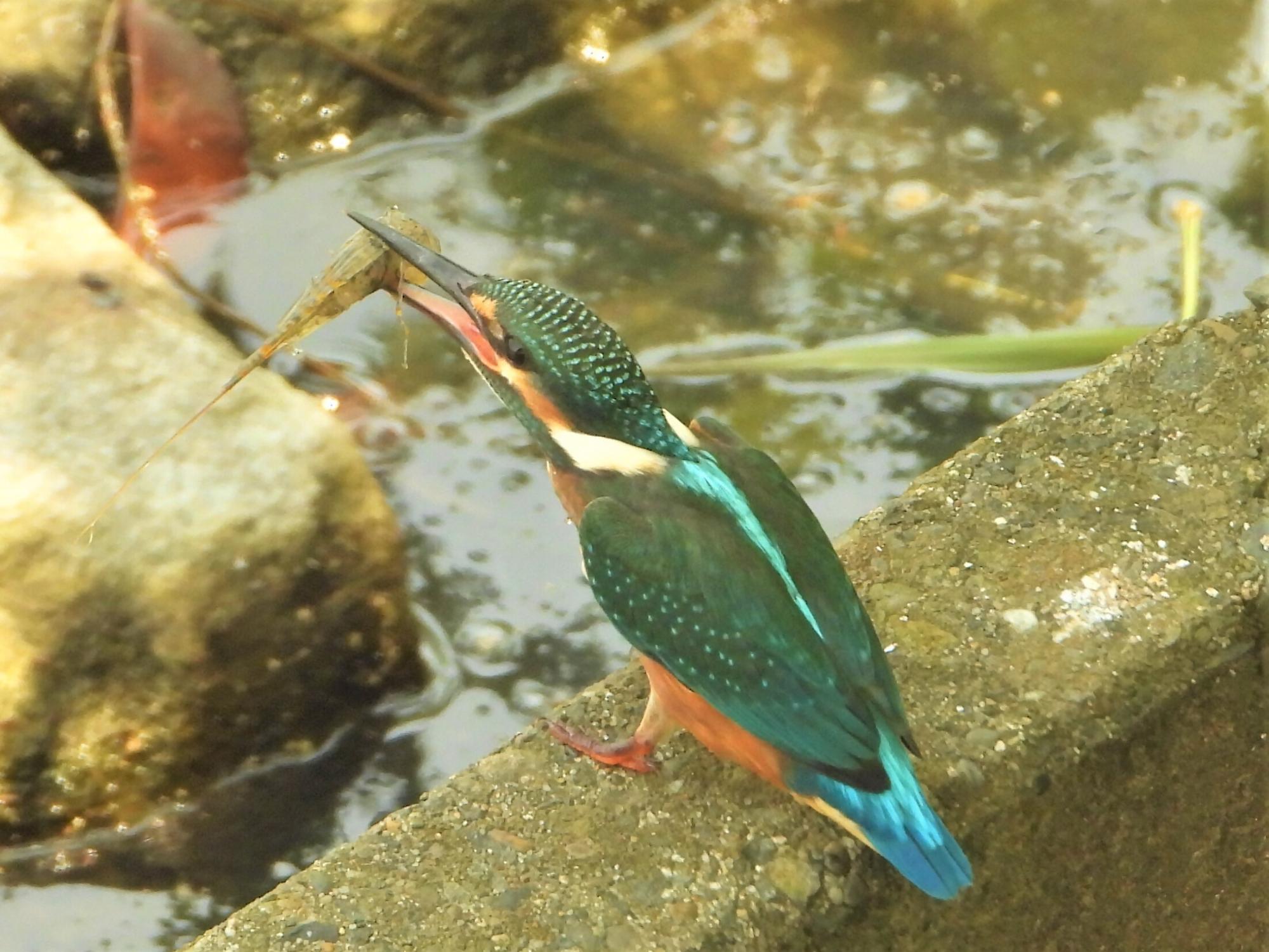 魚を咥えるカワセミ