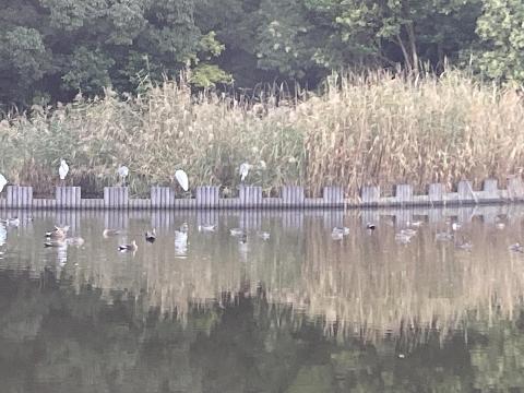 池に浮かぶカモ