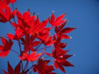 青空の下の紅葉のアップの写真