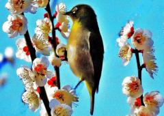 白い梅花の枝に停まっているメジロの写真