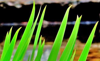 すくすく伸びる「菖蒲の緑葉」(細く先が尖っている青々とした菖蒲の葉が真っ直ぐに伸びている写真)