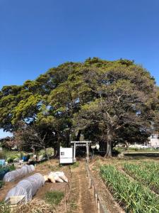 畑の奥に鳥居があり、大きな木が何本も植えられている藤崎堀込貝塚の写真
