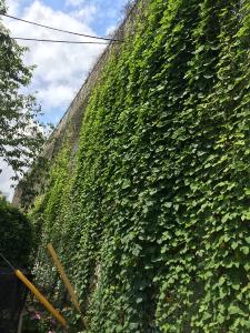 朝顔のつるが2階までのび、緑色の葉で埋め尽くされたみどりのカーテンの写真(6月6日)