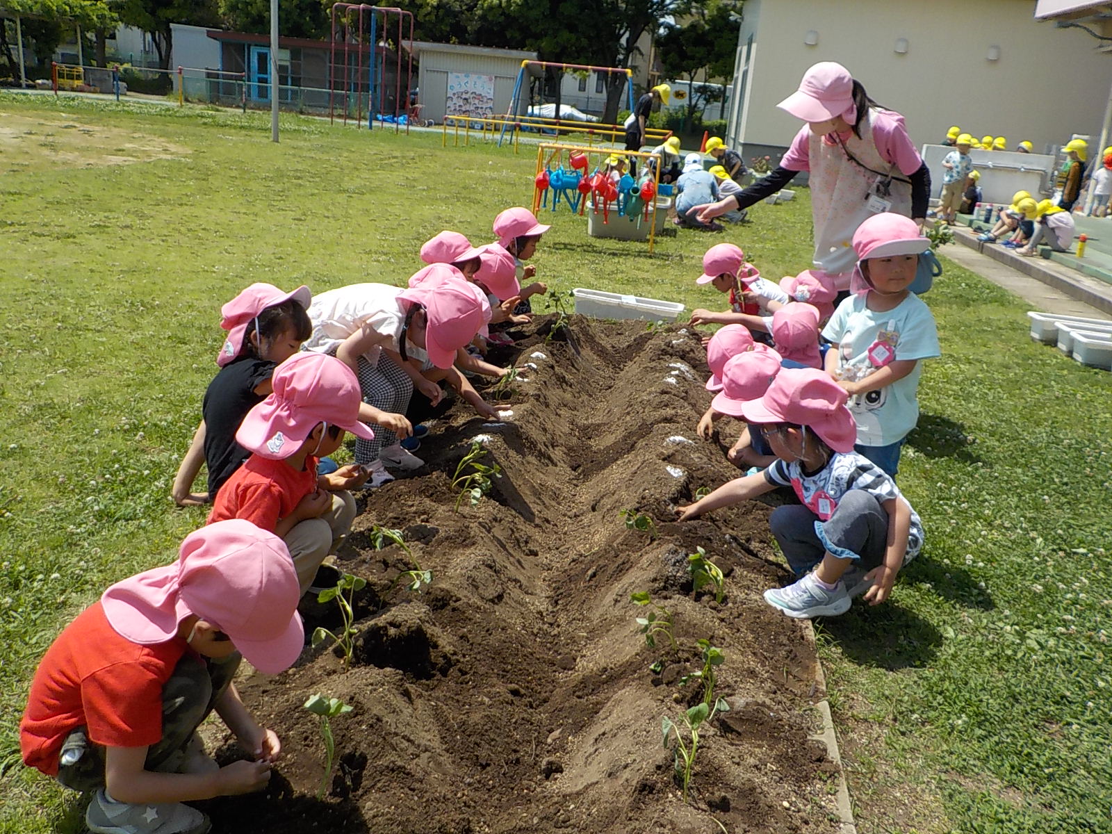 サツマイモの苗を植える4歳児