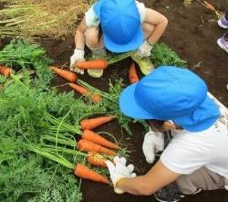 畑で人参堀りをしたたくさんの人参を触っている青色の帽子を被った2名の園児の写真