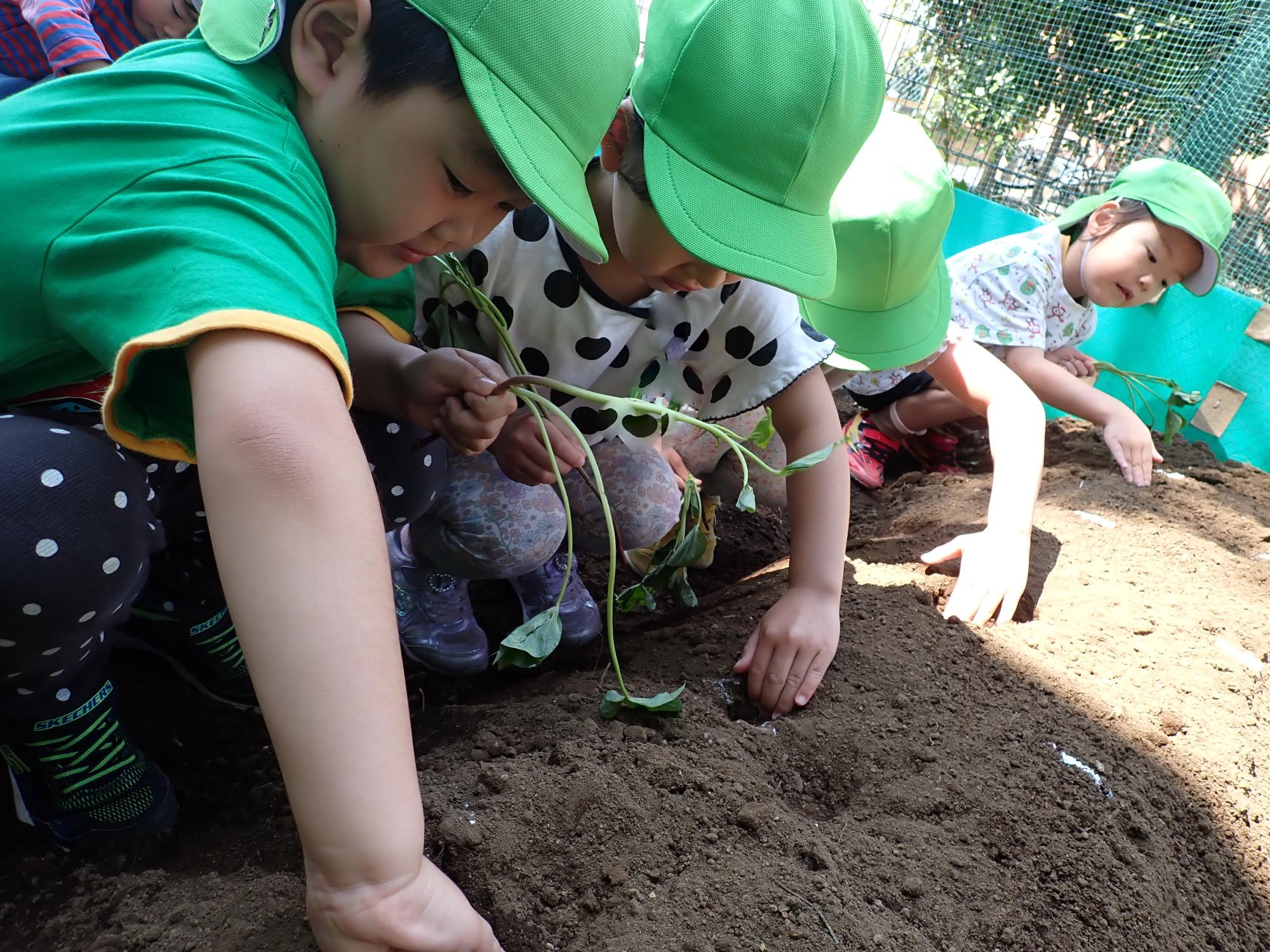 畑の土を手で掘って穴を開け、芋苗を植えようとしています