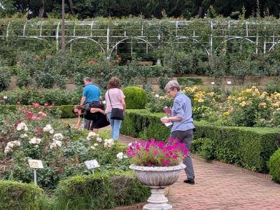 谷津バラ園で様々な種類の薔薇の花を見ている訪問団の写真